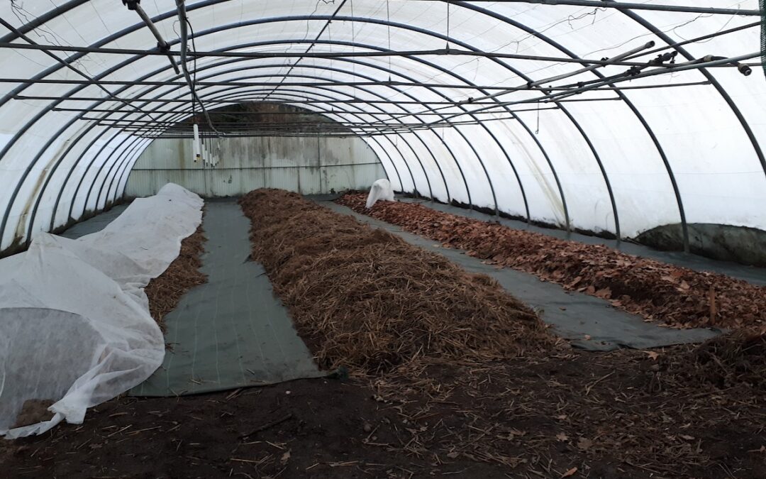 La permaculture dans un tunnel