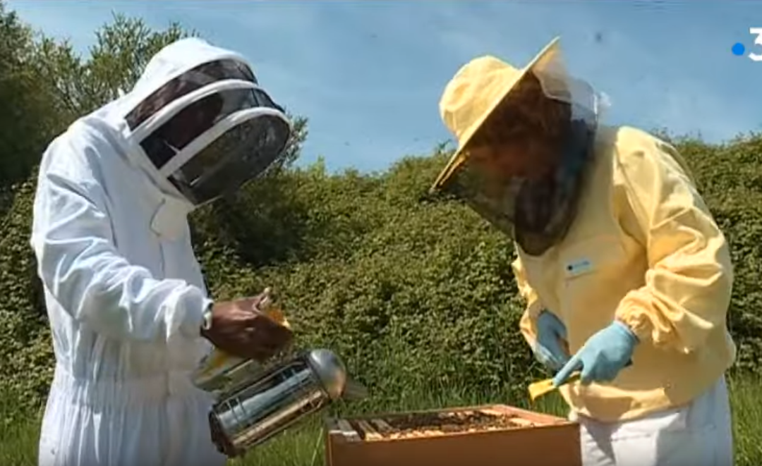 Apiculteurs : une formation certifiée à Auray pour tout savoir sur les abeilles (France 3)