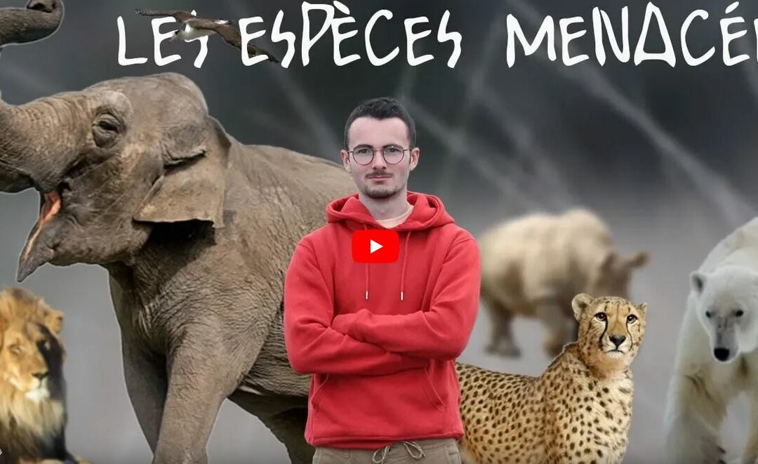 Les espèces menacées, une vidéo par Robbie ANNEZO, bac STAV