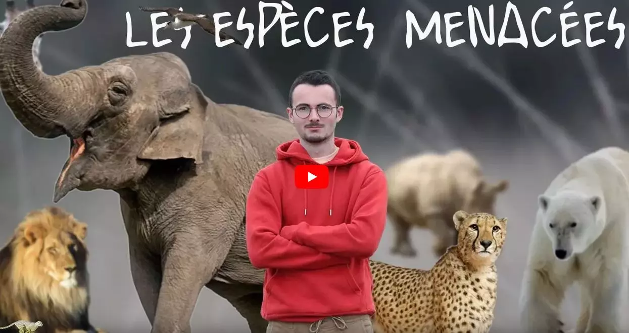 Les espèces menacées, une vidéo par Robbie ANNEZO, bac STAV