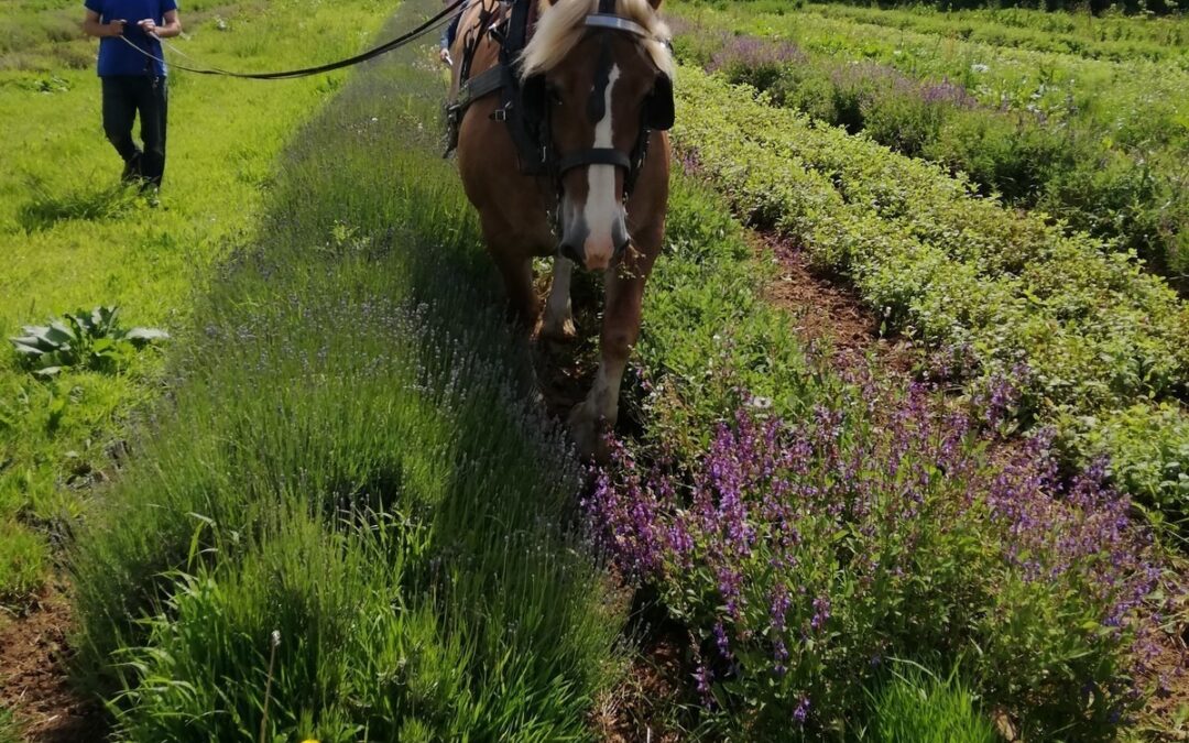 Les PPAM en sortie terrain « Aux bonnes herbes de Kerlaoudet »