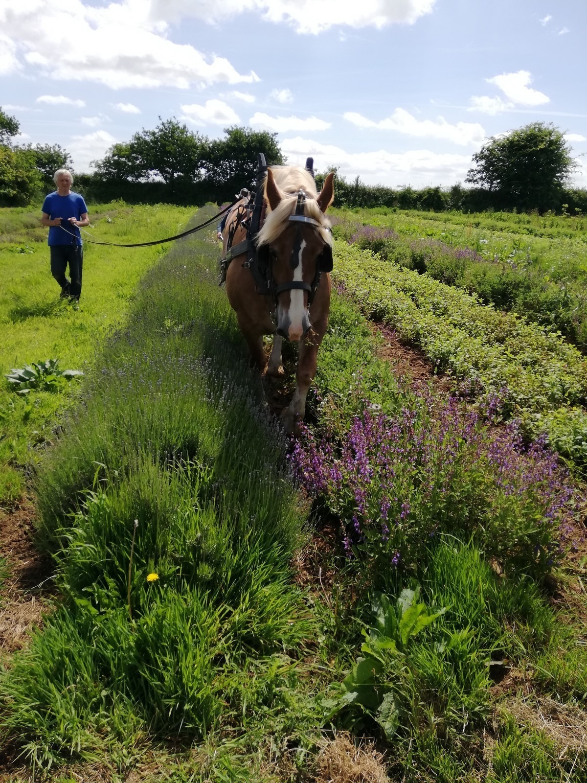 Les PPAM en sortie terrain « Aux bonnes herbes de Kerlaoudet »