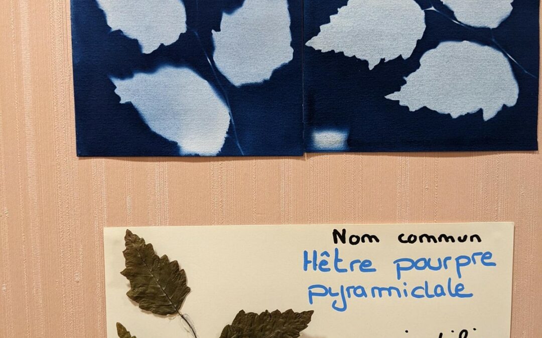 Les élèves de 2nde NJPF exposent des planches botaniques cyanotypes