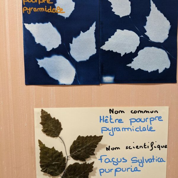 Les élèves de 2nde NJPF exposent des planches botaniques cyanotypes