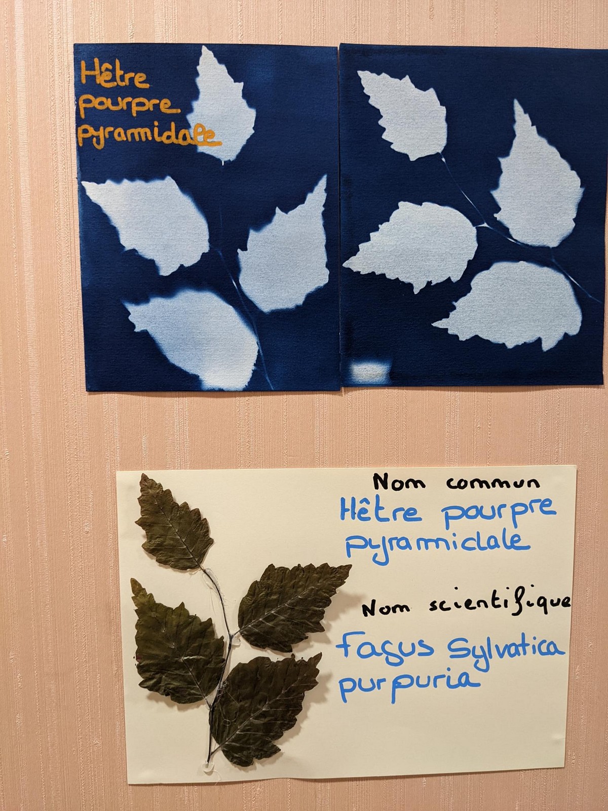 Les élèves de 2nde NJPF exposent des planches botaniques cyanotypes