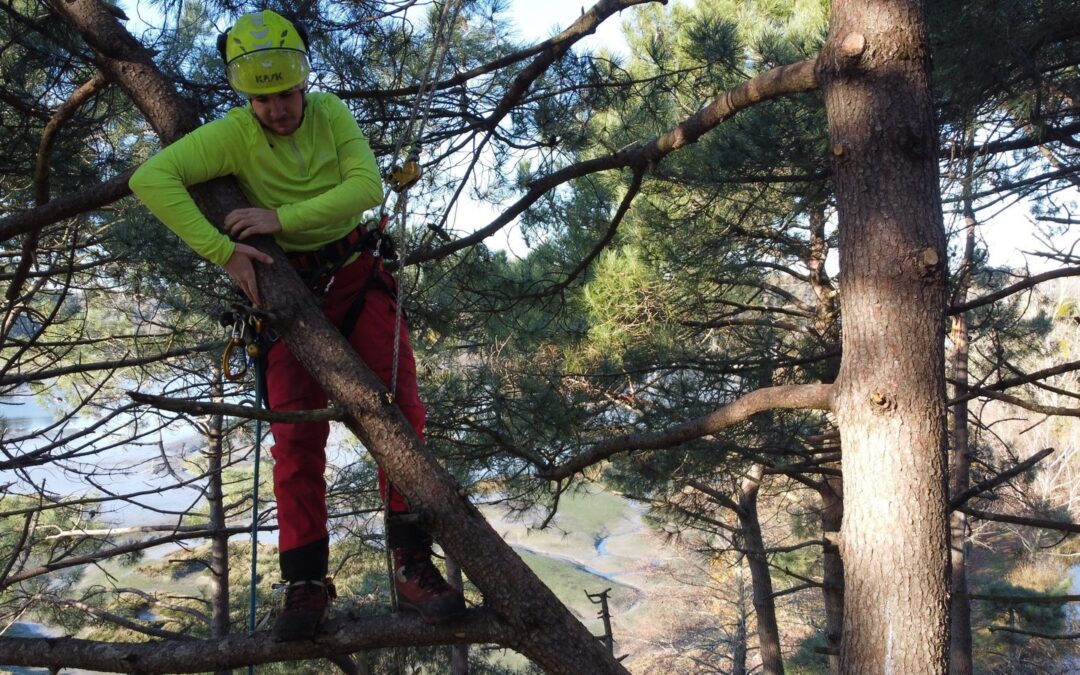 Nos arboristes élagueurs se cachent dans la pinède !