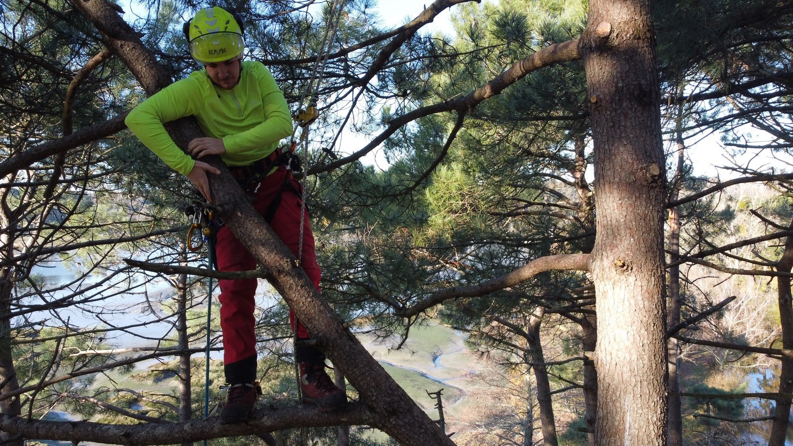 Nos arboristes élagueurs se cachent dans la pinède !