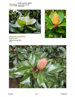 Magnolia_grandiflora1