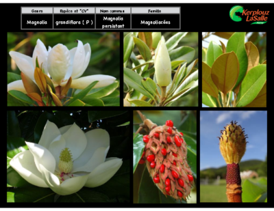 magnolia-grandiflora2