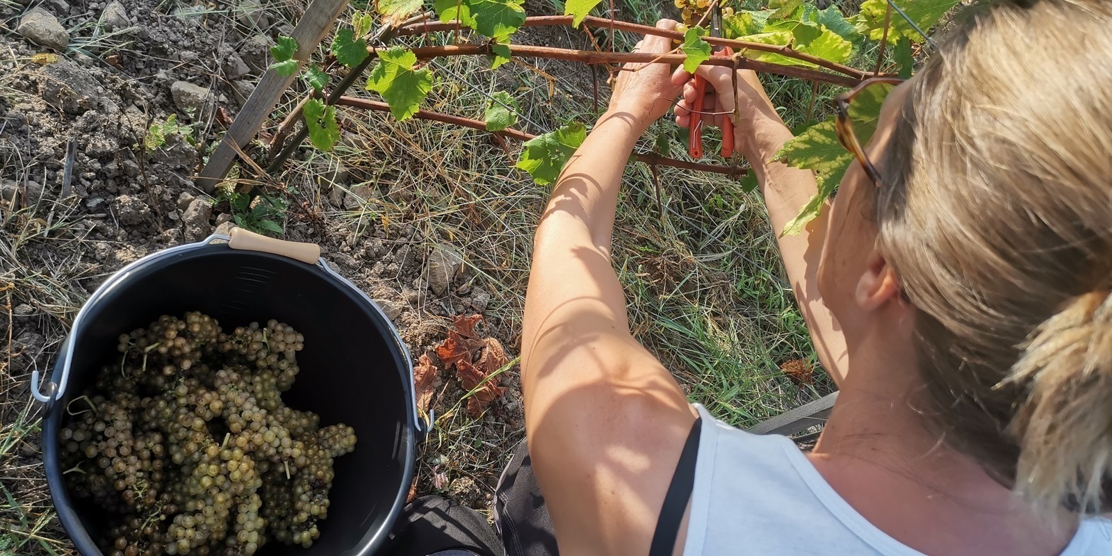 Les premières vendanges de la vigne pédagogique !