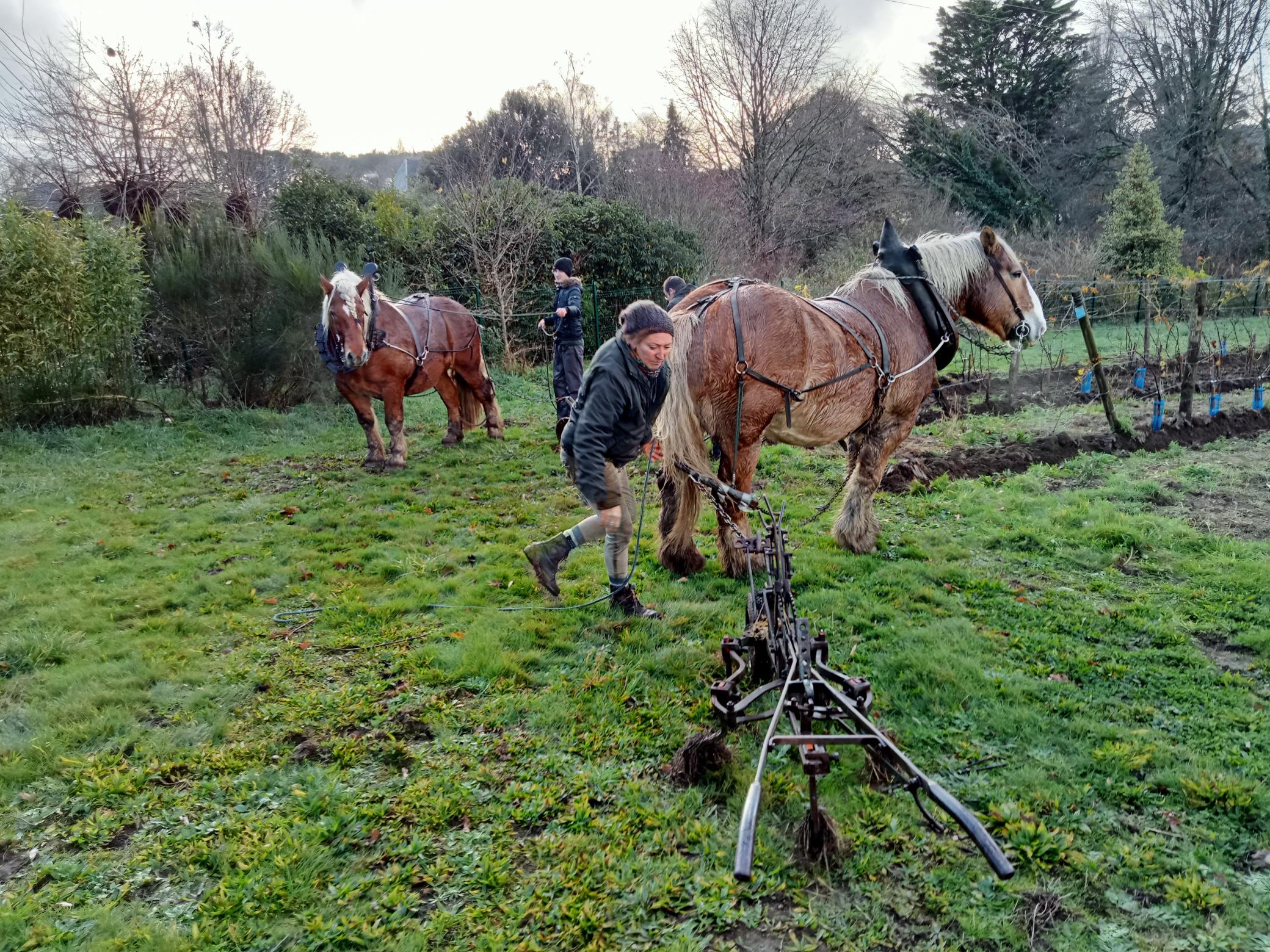 La conduite de culture en traction animale au service de la viticulture