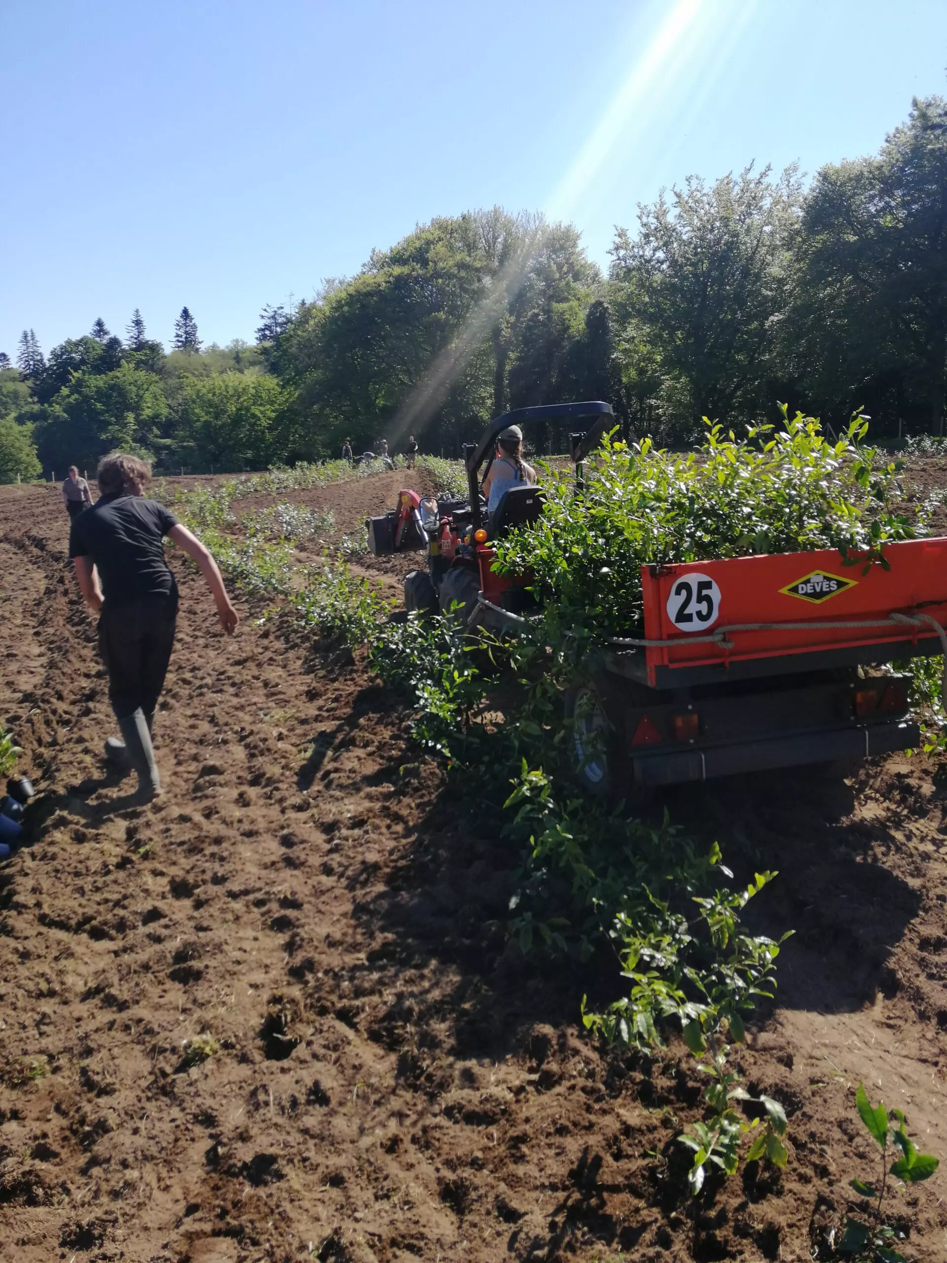 Les BTS AP apprentis 2eme année et les BP REA PPAM en collaboration pour un chantier participatif dans l’entreprise Filleule des Fées