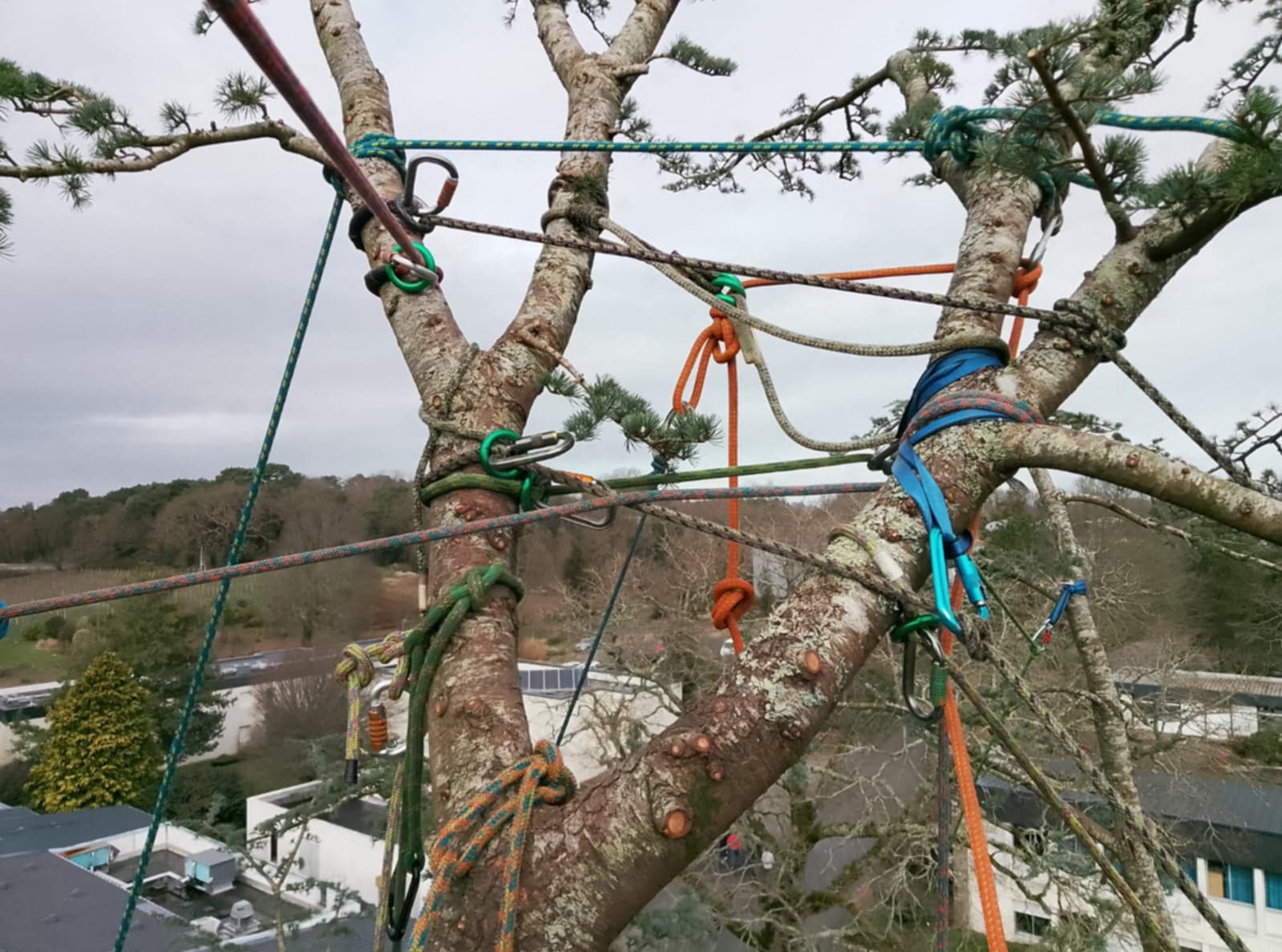 Les apprentis arboristes grimpeurs en action sur un cèdre de Kerplouz